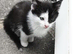 White and Tabby