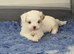Korean Toy maltipoo puppies from Dna tested mum
