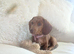 Miniture dashund