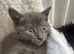 Tabby kitten