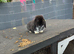 Male mini lop