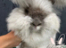 BeautifulEnglish Angora Girls
