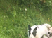 Lurcher