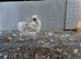 Silkie hens white and brown