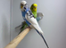 Budgies