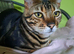 Bengal boy