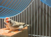 Pair of zebra finches with cage