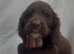 Working cocker spaniel pups for sale