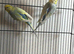 Budgree self and adult's