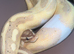 Banana ball python for sale