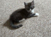 Maine coon kitten