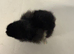MarBar Female Chicks
