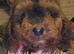 Beautiful boy cockerpoo
