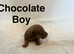 Jack Russel x dachshund