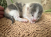 Kittens for sale