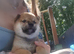 5 Shiba inu puppies