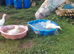 Free to good home 2 x Aylesbury Drakes