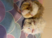 Pair of sows