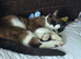 Missing Brown Ragdoll Cross Cat