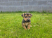 Jack Russell puppy