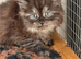 Adorable maine coon kittens
