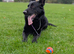 Kc registered German shepherd stud