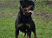 German rottweiler puppies
