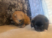 Beautiful female kc puppy