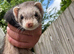 Female ferret