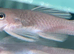 Young Sub pair of Snow White bristlenoses