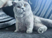 Stunning British Shorthairs