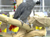 African grey talking parrot