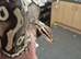 Ball python with vivarium