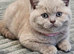 Pedigree British Shorthair kittens