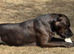 3yr old loving Staffy for Sale
