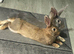 2 Beautiful Friendly Female Rabbits for Free &ndash; 6 Months Old &ndash; NW9 London