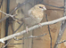 Benaglese finches for sale