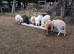 Shetland ewes for sale