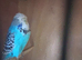 Show budgies