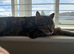 Kittens due in 2-3 weeks
