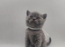 Stunning british shorthair kittens - ready to leave 21st july