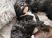 Cockapoo 1 brown boy 2 black girls ready to leave 16th September