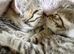 Kittens looking for a loving home in Liskeard Cornwall