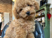 * ONLY! LEFT * BEAUTIFUL MINIATURE POODLE BOYS