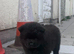 6 Chow Chow Puppies kc registered