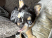 Fluffy French bulldogs