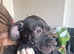 Puppies cane corso cross