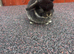 Stunning mini lops