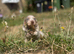Miniature dachshund puppies