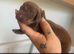 A beautiful litter of dachshunds mixed long haired and short